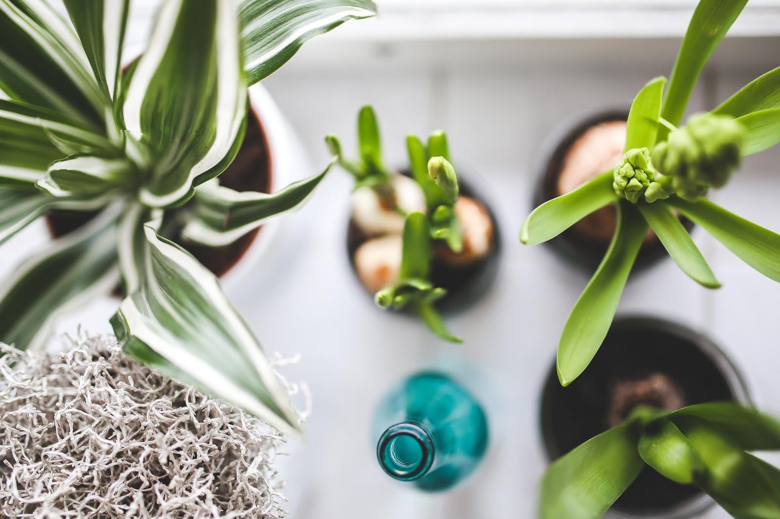 10 planten voor mensen zonder groene vingers
